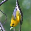 Prothonotary Warbler photo by Gary Small