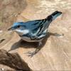 Cerulean Warbler photo by Gary Small