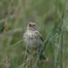 Baird's Sparrow photo by Doug Chapman