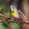 Northern Parula photo by Tim Ray