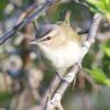 Red-eyed Vireo photo by Tim Ray