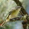 Cassin's Vireo photo by Doug Backlund