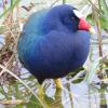 Purple Gallinule photo by Ricky D. Olson
