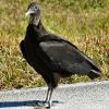 Black Vulture photo by Ricky D. Olson