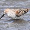 Western Sandpiper photo by Jeffrey Palmer