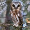 Northern Saw-whet Owl photo by Doug Backlund