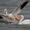 American White Pelican photo by Doug Backlund