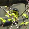 Magnolia Warbler photo by Mick Zerr