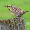 Western Meadowlark photo by Mick Zerr