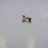 Eurasian Wigeon photo by Roger Dietrich