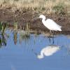 Snowy Egret photo by Barbara Muenchau