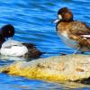 Lesser Scaup photo by Mick Zerr