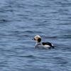 Long-tailed Duck photo by Roger Dietrich