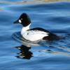 Common Goldeneye photo by Kelly Preheim