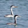 Clark's Grebe photo by Kelly Preheim