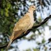 Eurasian Collared-Dove photo by Kelly Preheim