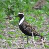 American Golden-Plover photo by Kelly Preheim
