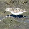 Semipalmated Sandpiper photo by Kelly Preheim