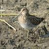 Wilson's Snipe photo by Kelly Preheim