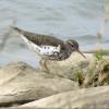 Spotted Sandpiper photo by Kelly Preheim