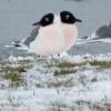 Franklin's Gull photo by Kelly Preheim