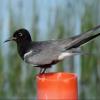 Black Tern photo by Kelly Preheim