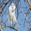 Great Egret photo by Kelly Preheim