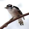 Downy Woodpecker photo by Irene Colling