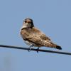 Northern Rough-winged Swallow photo by Irene Colling