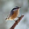 Red-breasted Nuthatch photo by Irene Colling