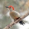 Red-bellied Woodpecker photo by Irene Colling