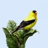 American Goldfinch photo by Irene Colling