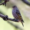 Pine Siskin photo by Irene Colling