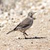 American Pipit photo by Irene Colling