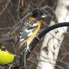Black-headed Grosbeak photo by Kelly Preheim