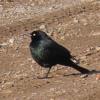 Brewer's Blackbird photo by Kelly Preheim