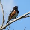 Spotted Towhee photo by Kelly Preheim