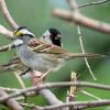 White-throated Sparrow photo by Kelly Preheim