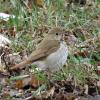 Hermit Thrush photo by Kelly Preheim