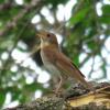 Veery photo by Kelly Preheim