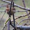 Winter Wren photo by Kelly Preheim
