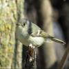 Ruby-crowned Kinglet photo by Kelly Preheim