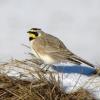 Horned Lark photo by Kelly Preheim