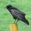 American Crow photo by Kelly Preheim