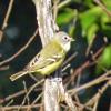 Blue-headed Vireo photo by Kelly Preheim