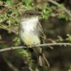Eastern Phoebe photo by Kelly Preheim