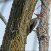 Pileated Woodpecker photo by Kelly Preheim