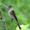 Eastern Wood-Pewee photo by Kelly Preheim