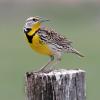 Eastern Meadowlark photo by Irene Colling