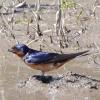 Barn Swallow photo by Roger Dietrich